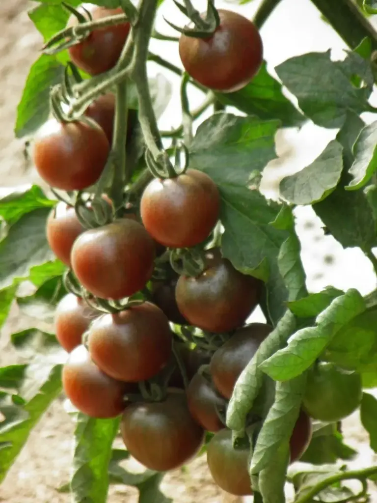 Tomaat Black Cherry