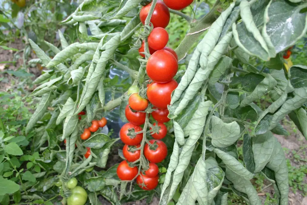 Tomaat Miel du Mexique