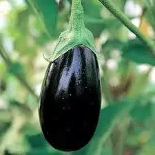 Aubergine Imperial Black Beauty