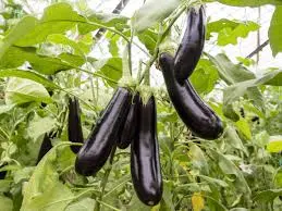 Aubergine Violette de Barbentane