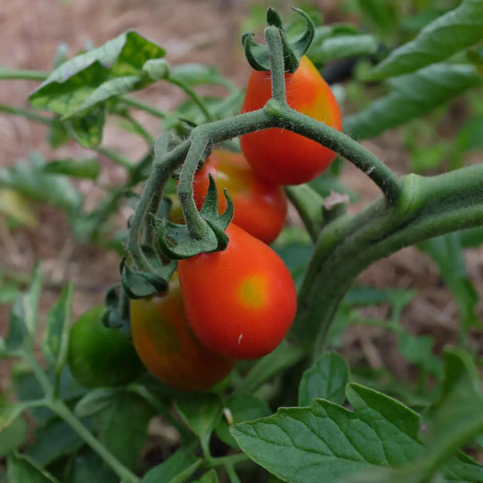 Tomaat Poire Rouge