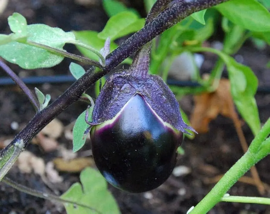 Aubergine Kamo