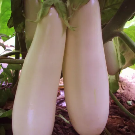 Aubergine Blanche de Dourga