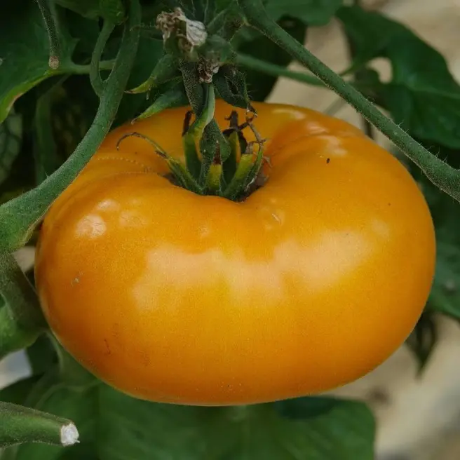 Tomaat Yellow Belgian