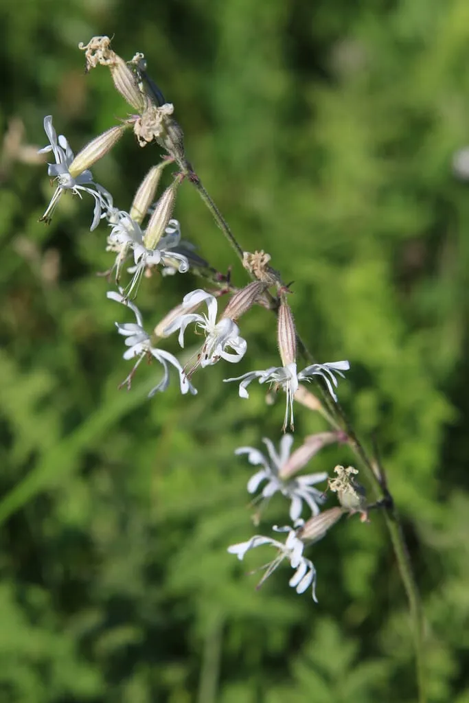 Silene nutans - Nachtsilene