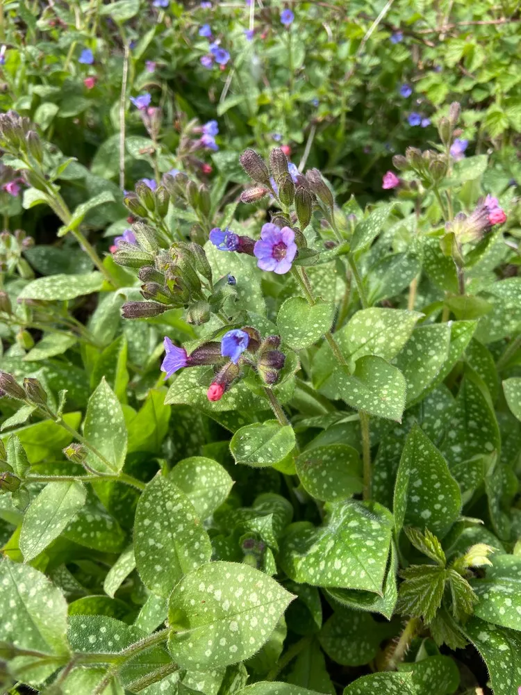 Pulmonaria officinalis - Longkruid gevlekt