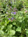 Pulmonaria officinalis - Longkruid gevlekt