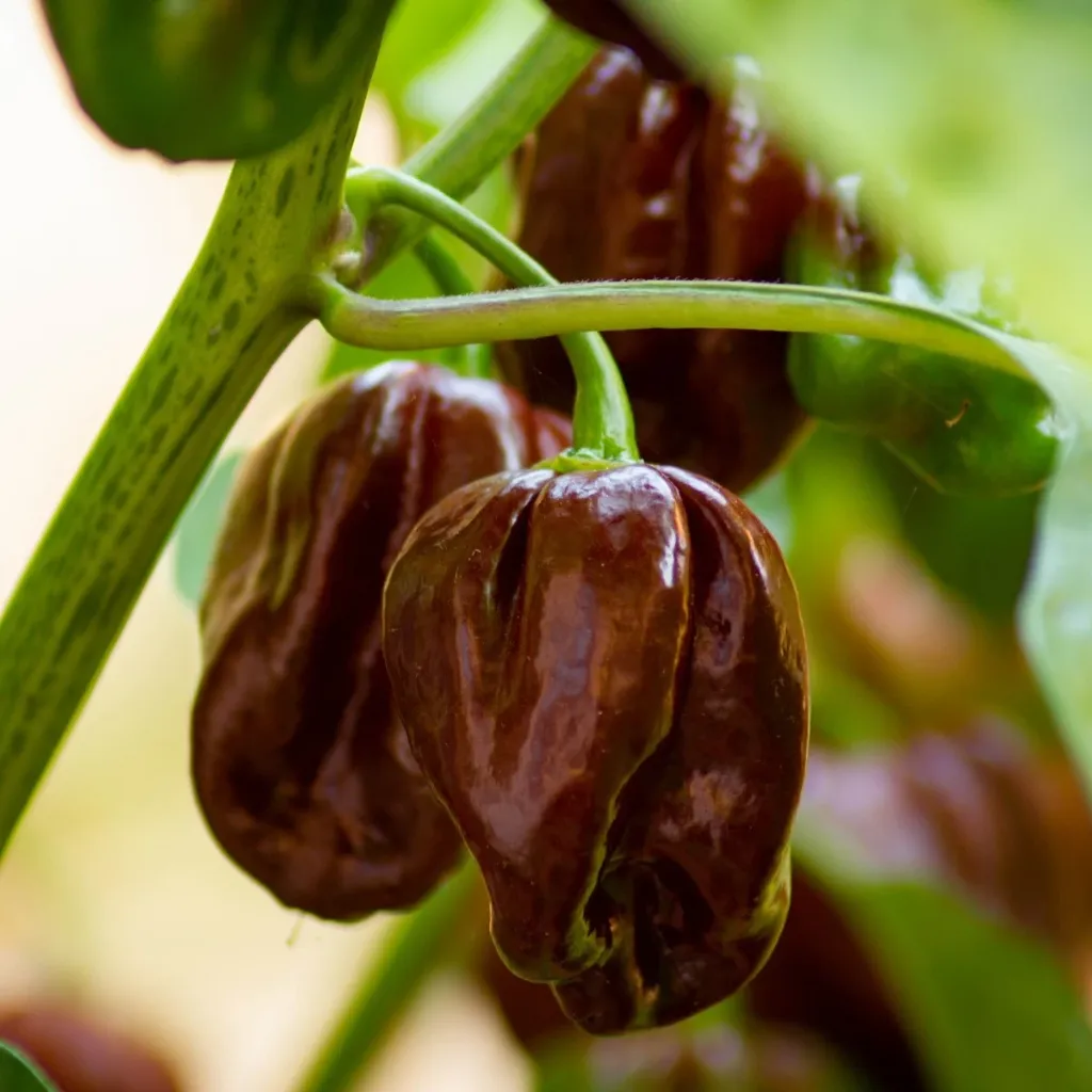 Paprika 'Chocolat'