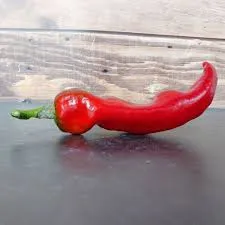 Paprika 'Corno di Toro' rood