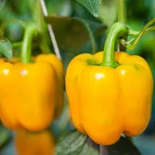 Paprika 'California Wonder' oranje