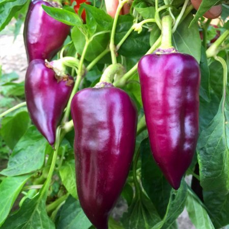 Paprika 'Oda' violet