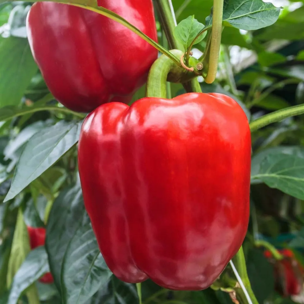 Paprika 'Yolo Wonder' rood