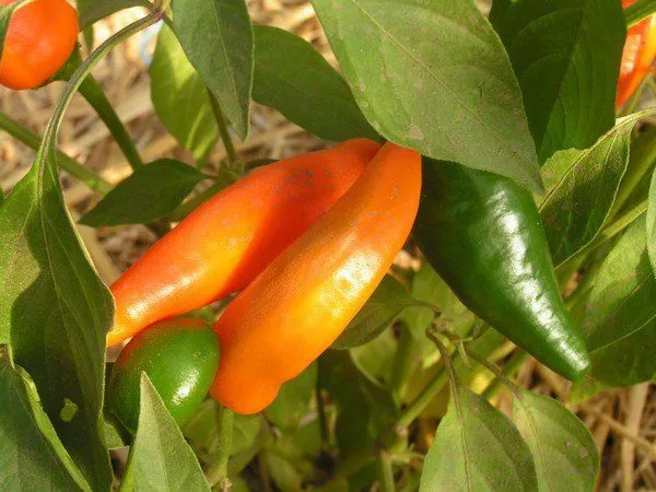 Paprika 'Tequila Sunrise'