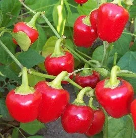 Paprika 'Minibell' rood