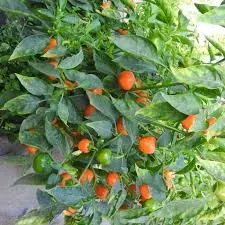 Paprika 'Minibell' geel