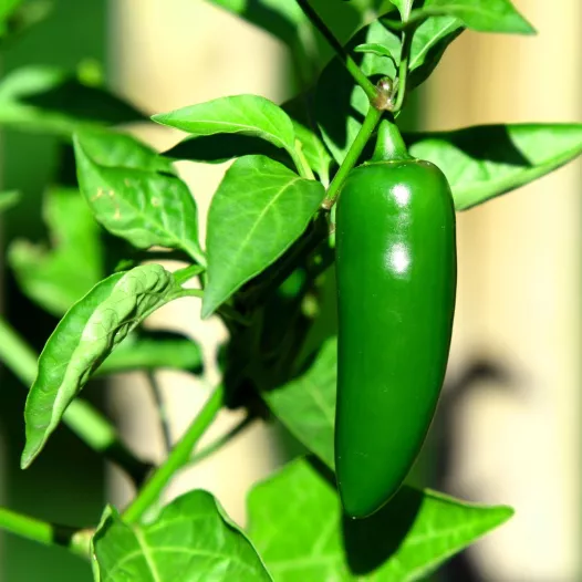 Peper Cayenne