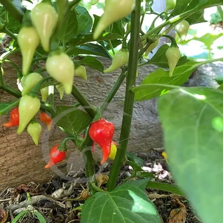 Peper Goutte du Feu