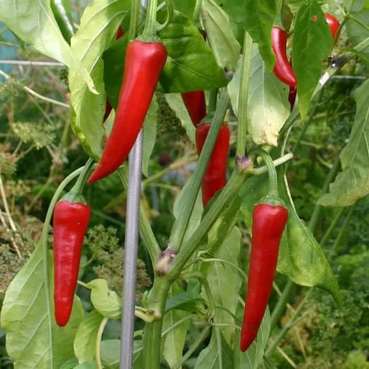 Peper Cayenne