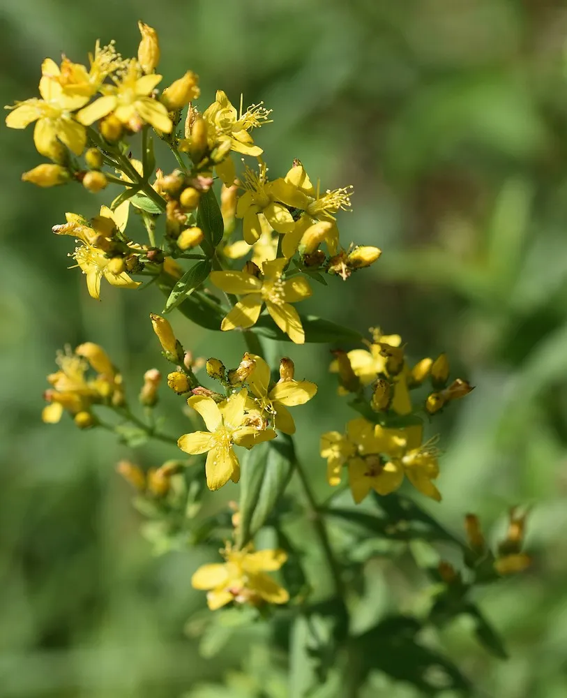 Hypericum hirsutum - Ruig hertshooi