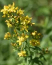 Hypericum hirsutum - Ruig hertshooi