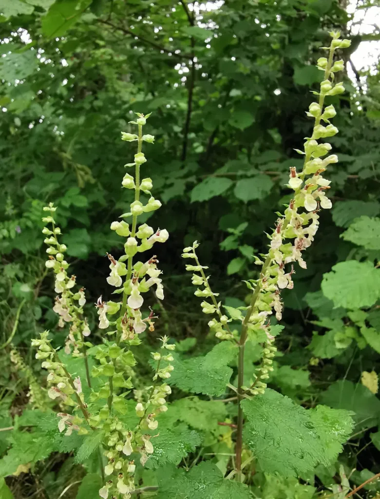 Teucrium scorodonia - Valse salie