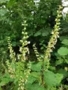 Teucrium scorodonia - Valse salie