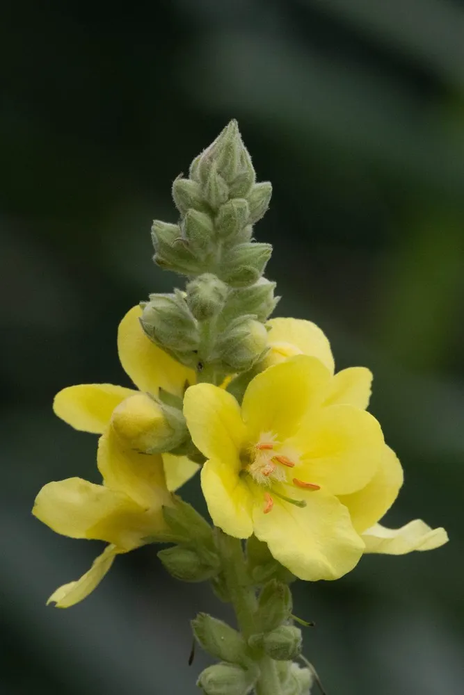 Verbascum densiflorum - Stalkaars