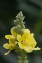Verbascum densiflorum - Stalkaars