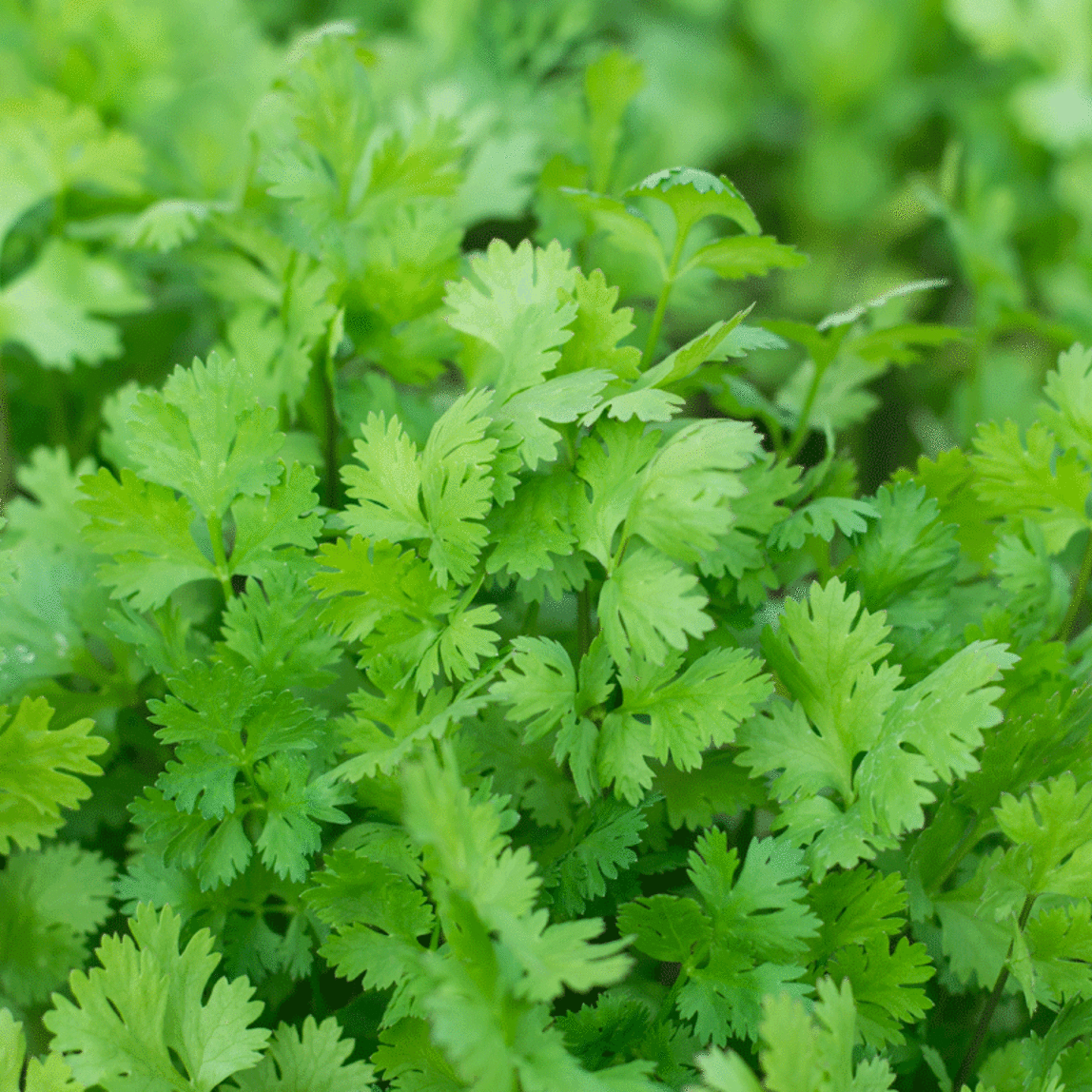 Coriandrum sativum - Koriander