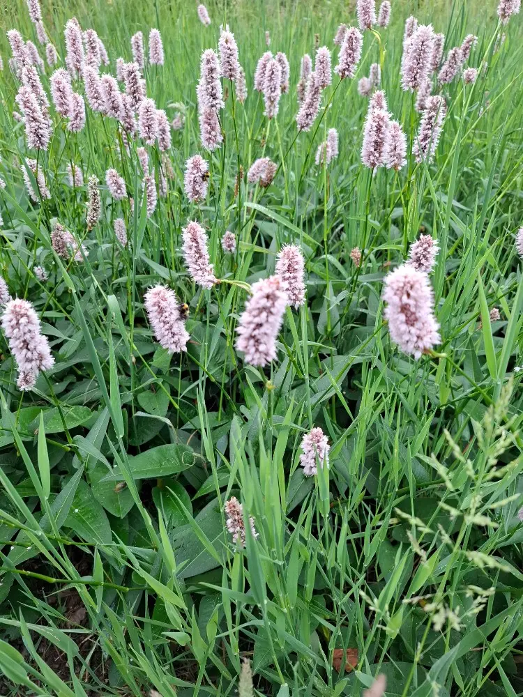 Persicaria bistorta - Adderwortel