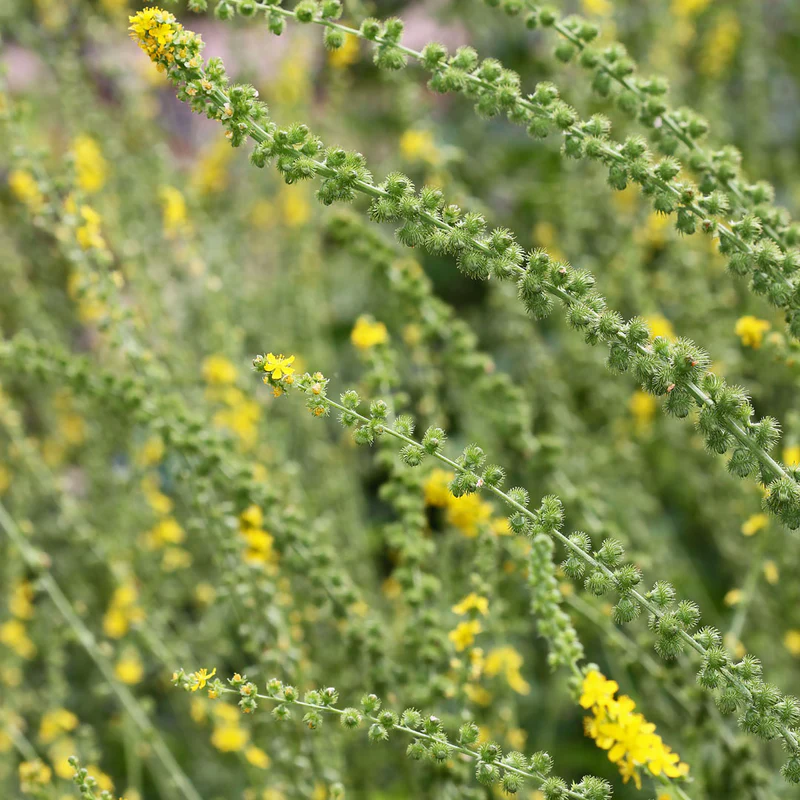 Agrimonia eupatoria - Gewone agrimonie