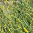 Agrimonia eupatoria - Gewone agrimonie