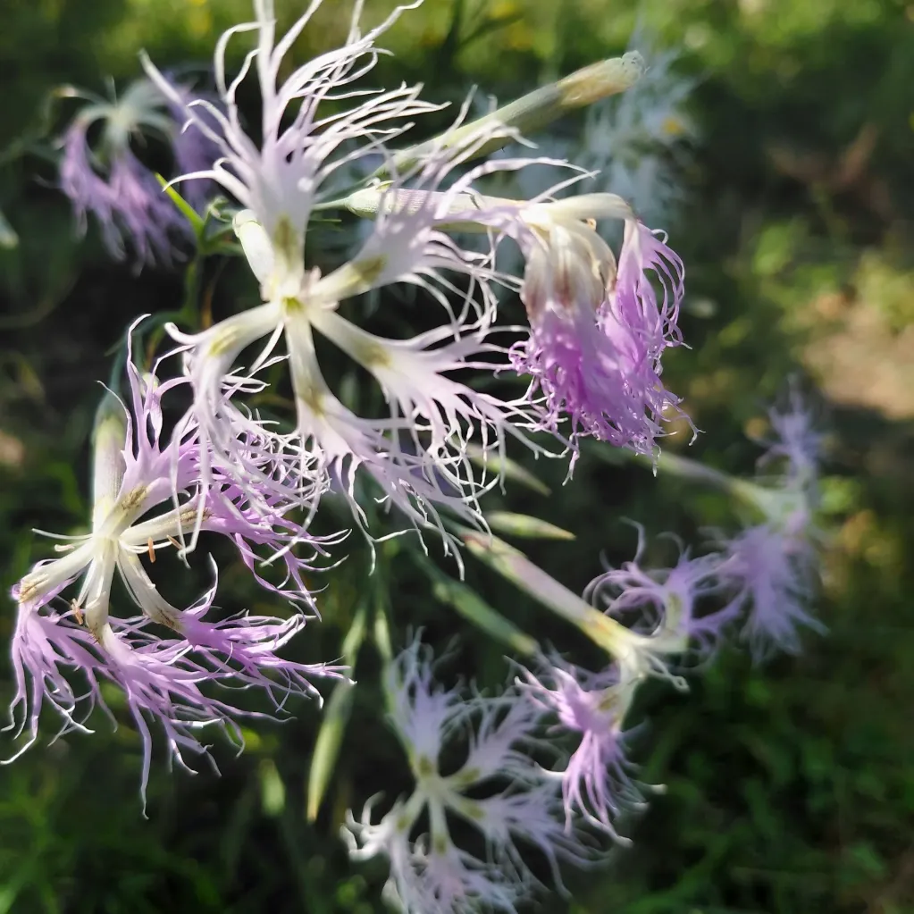 Dianthus superbus - Prachtanjer