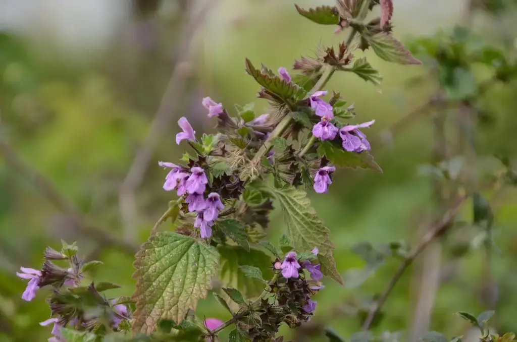 Ballota nigra subs. meridionalis - Stinkende ballote
