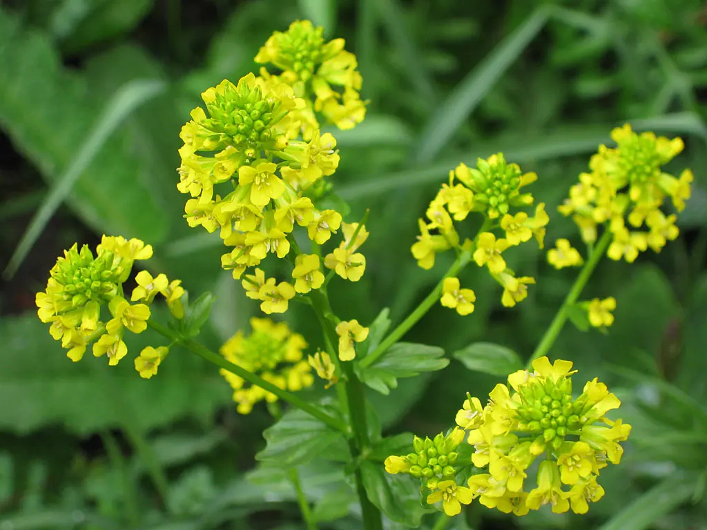 Barbarea vulgaris - Gewoon barbarakruid