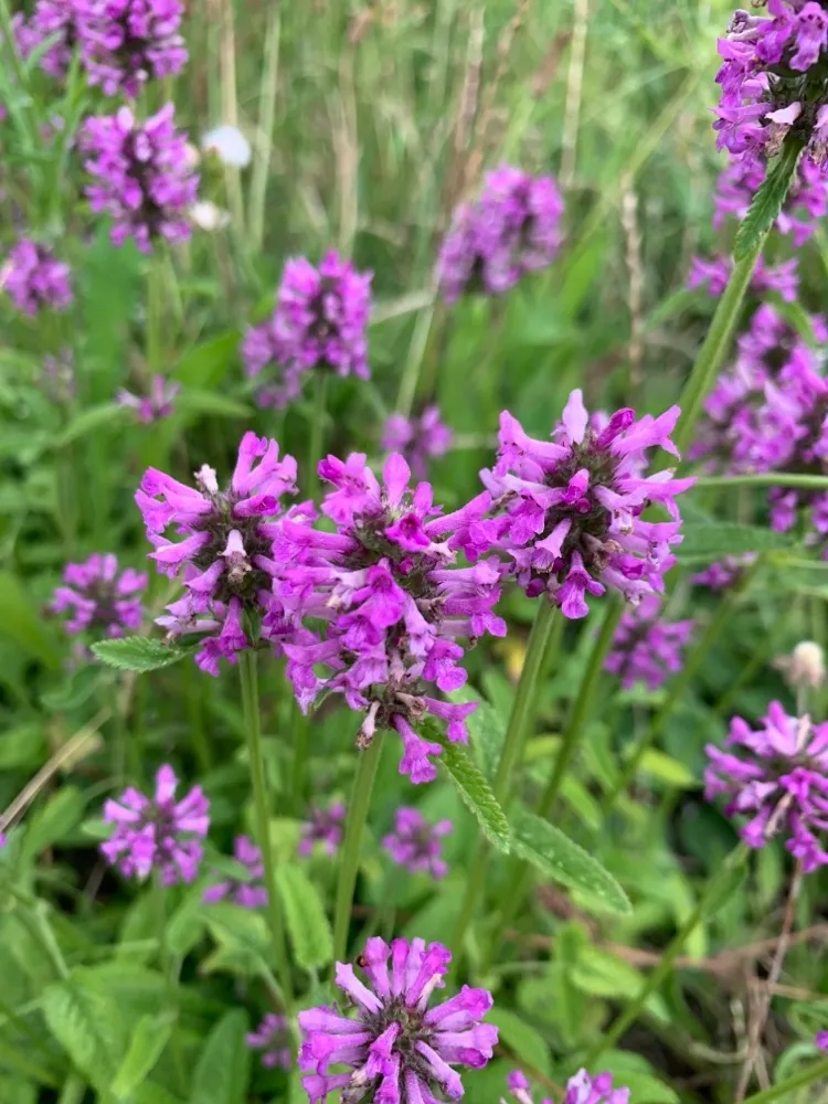 Betonica officinalis - Betonie