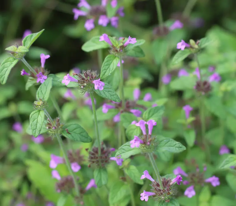 Clinopodium vulgare - Borstelkrans