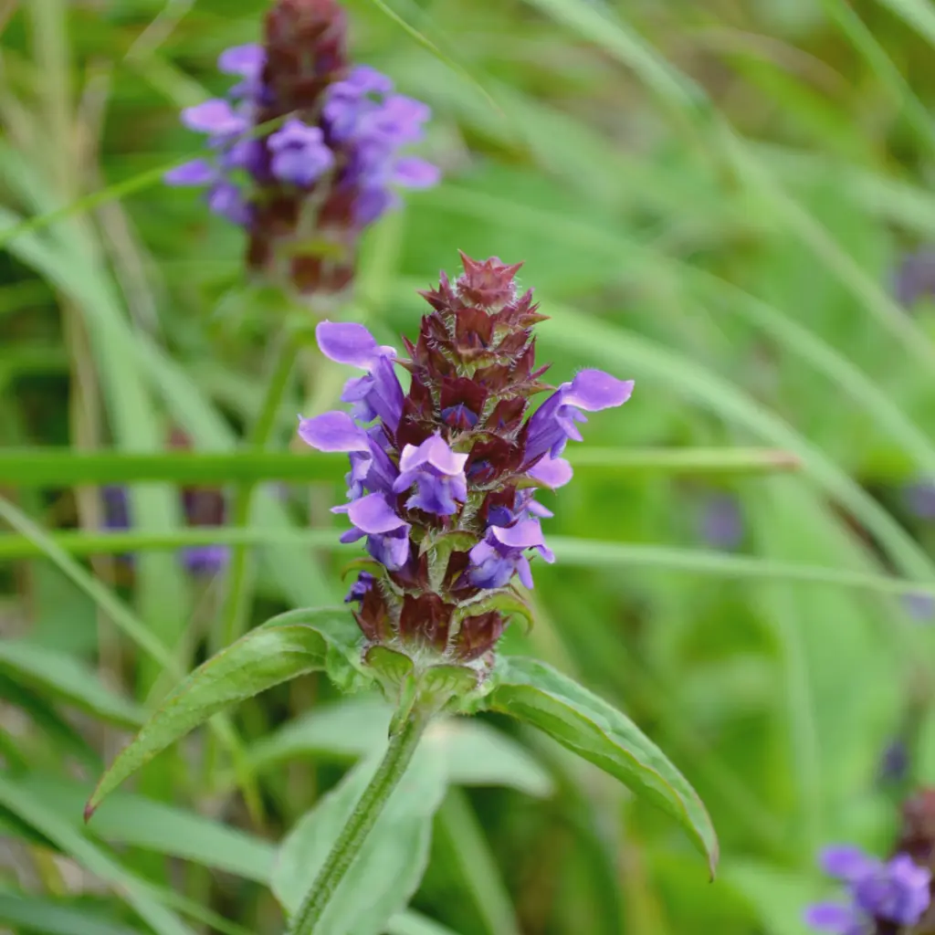 Prunella vulgaris - Gewone brunel