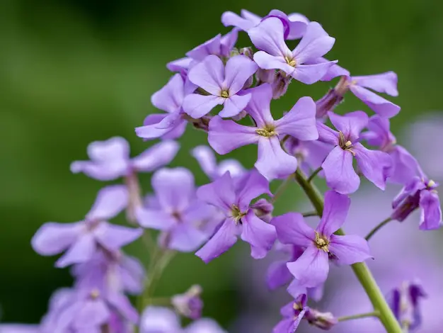 Hesperis matronalis - Damastbloem
