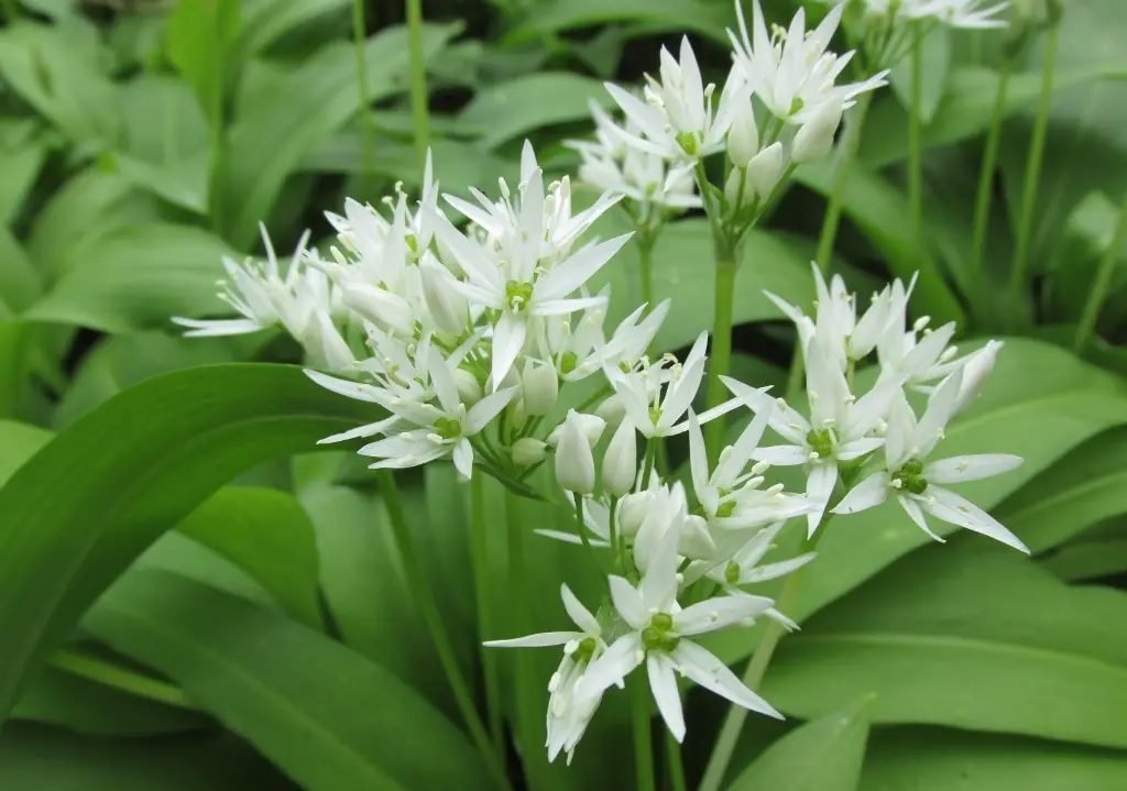 Allium ursinum - Daslook