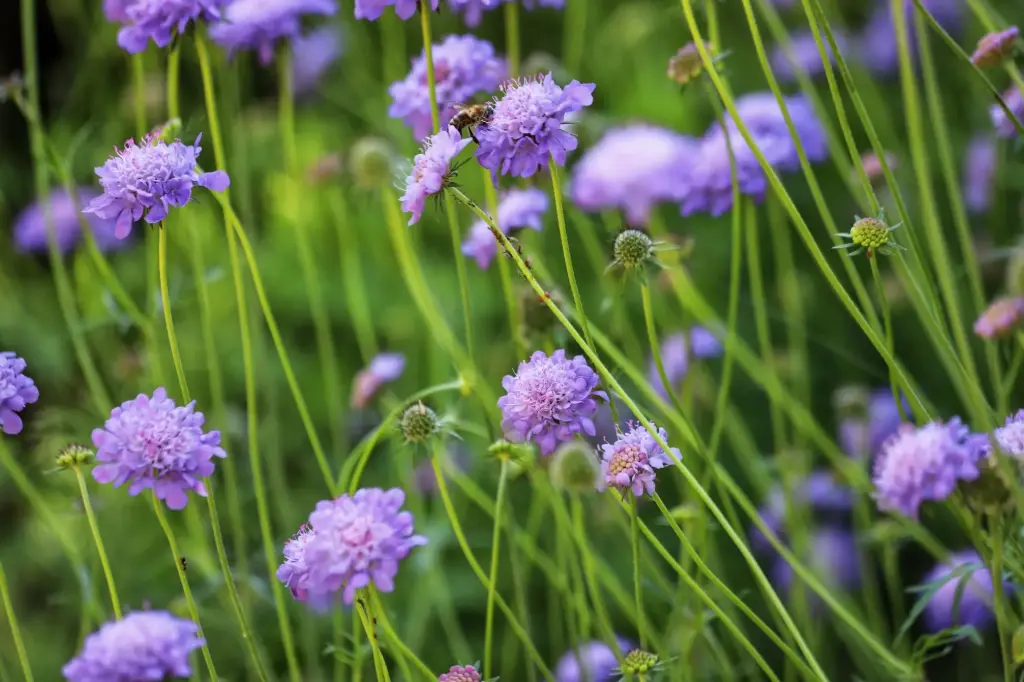Scabiosa columbaria - Duifkruid