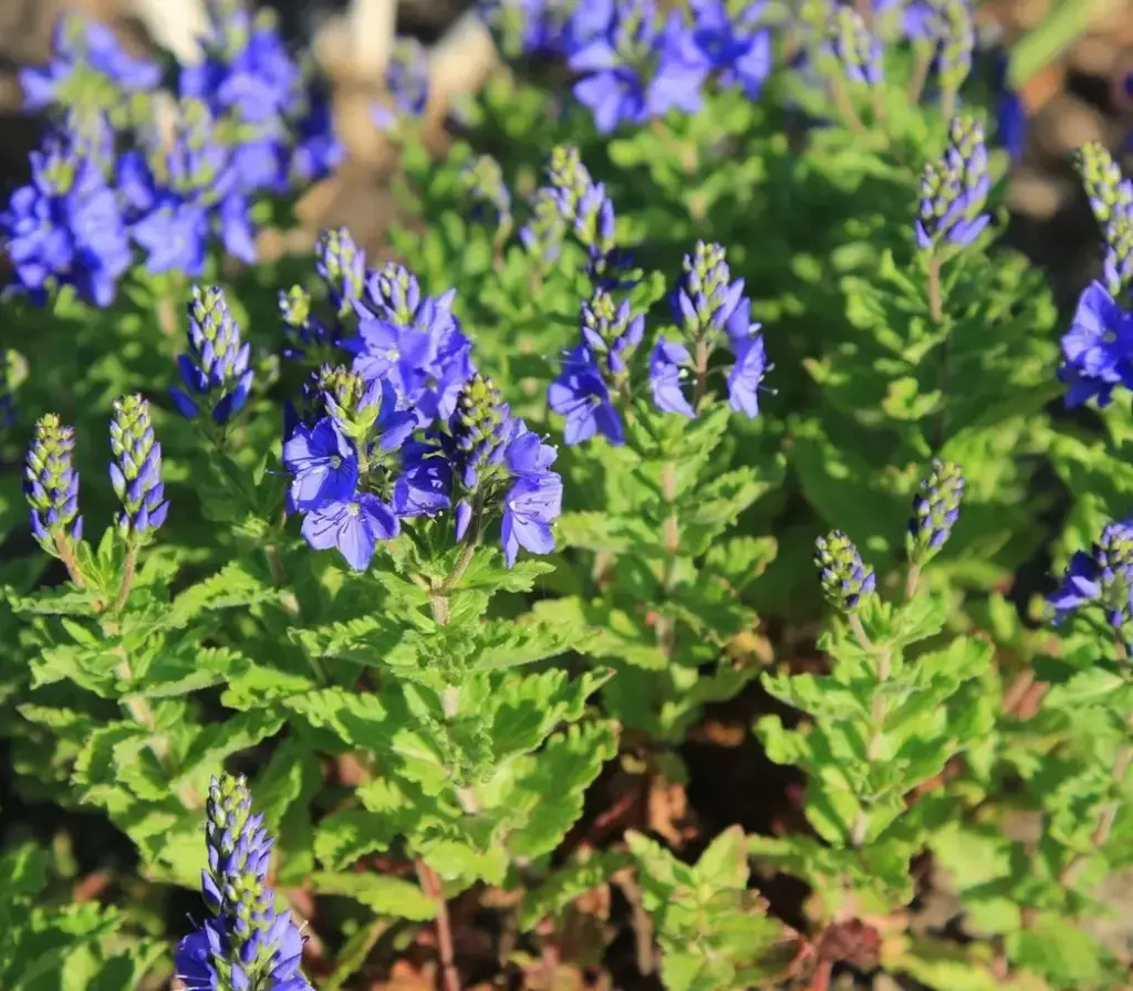 Veronica austriaca subsp. teucrium - Brede ereprijs