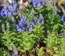 Veronica austriaca subsp. teucrium - Brede ereprijs