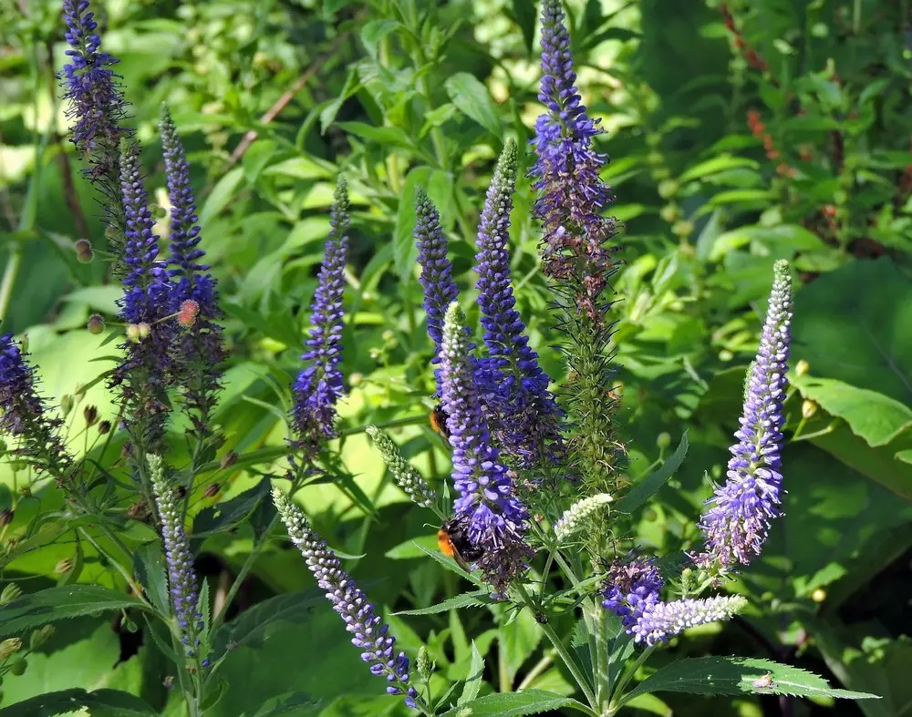 Veronica longifolia - Lange ereprijs