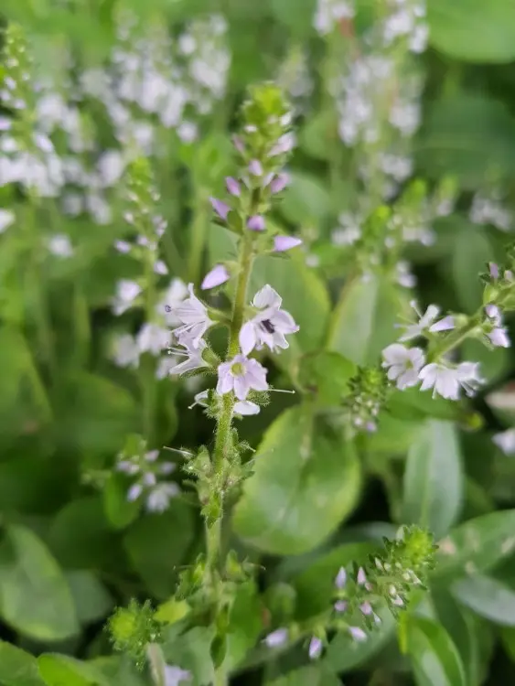 Veronica officinalis - Mannetjesereprijs