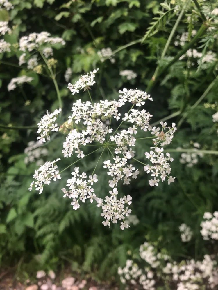 Anthriscus sylvestris - Fluitenkruid