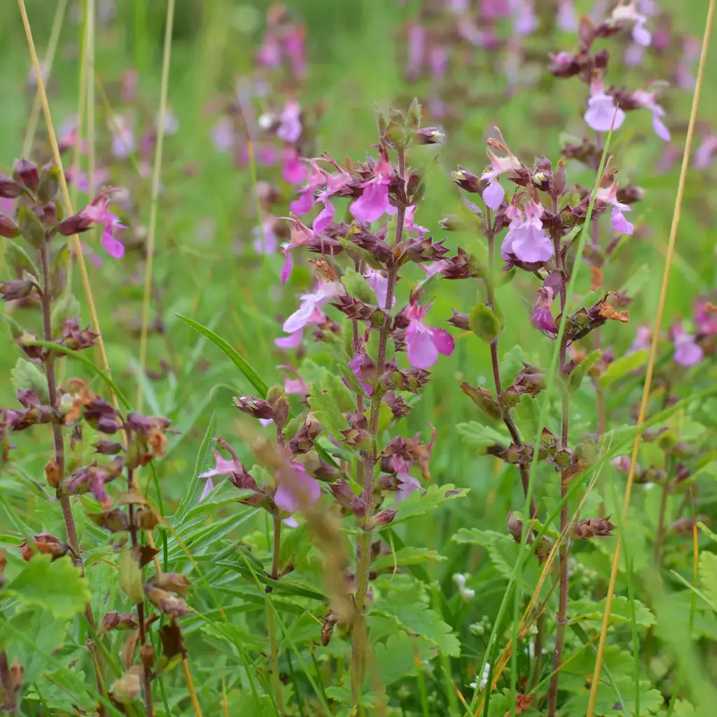 Teucrium chamaedrys - Echte gamander