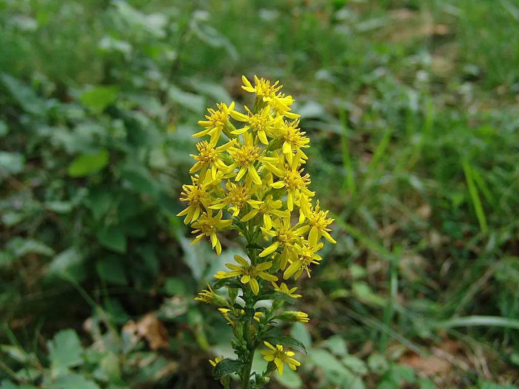 Solidago virgaurea - Echte guldenroede