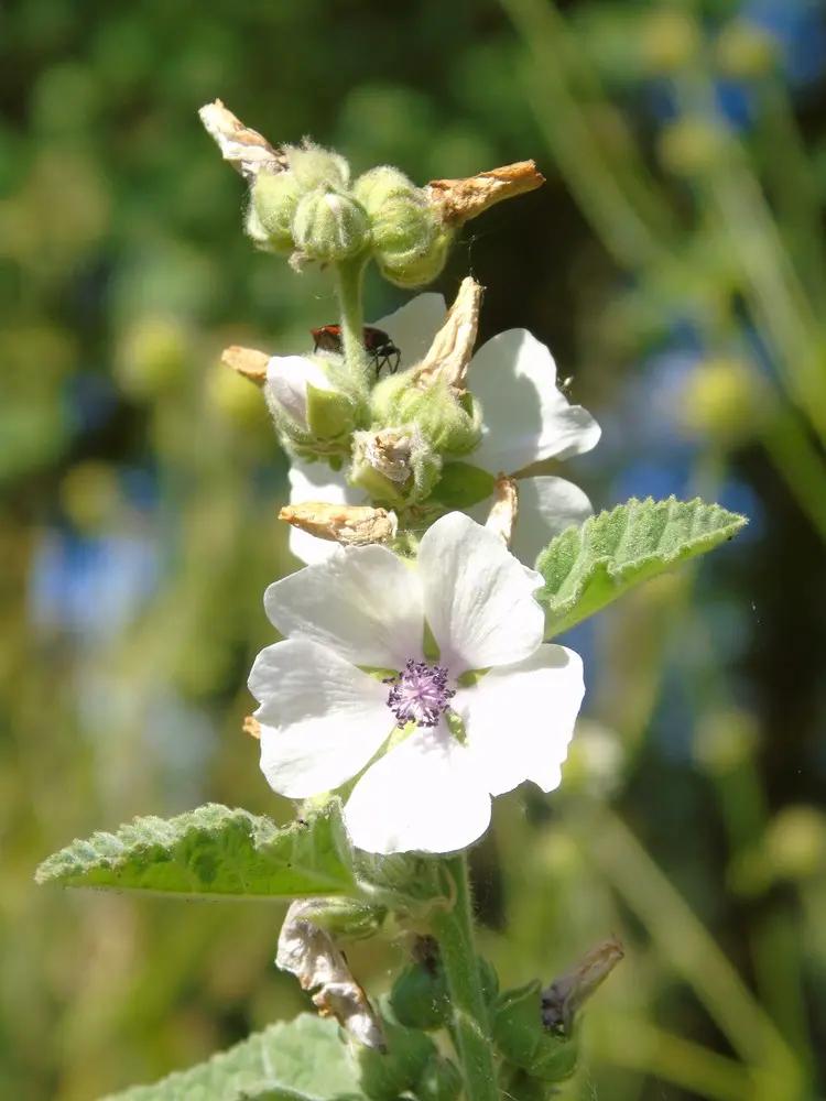 Althaea officinalis - Heemst