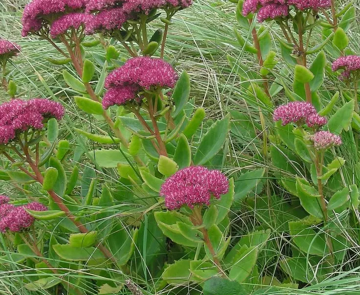 Hylotelephium telephium - Hemelsleutel